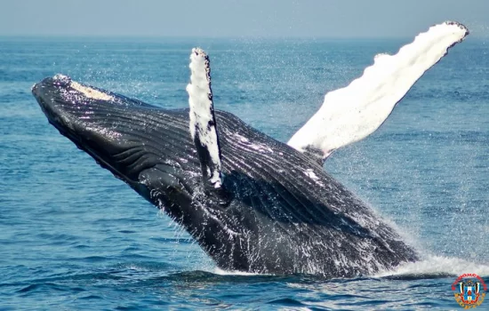 Ученые практикуют общение с инопланетянами, разговаривая с китами