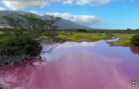 Чудо природы: пруд на Гавайях окрасился в ярко-розовый цвет