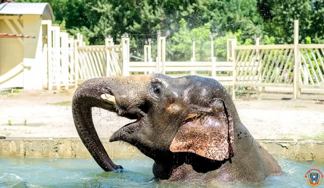 19-летие индийского слона Юмы отмечают в Ростовском зоопарке