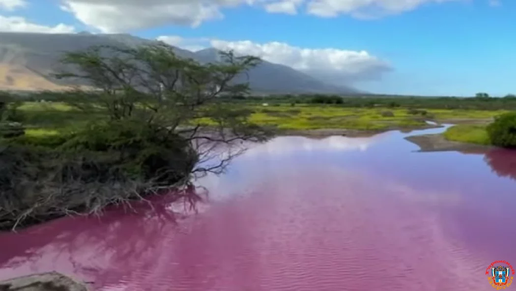 Чудо природы: пруд на Гавайях окрасился в ярко-розовый цвет