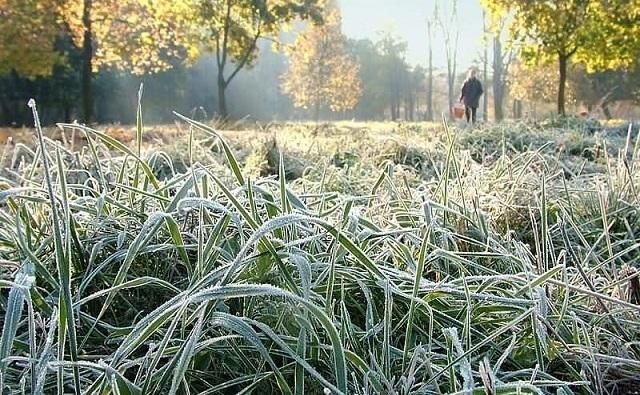 В Ростовской области вновь ожидаются заморозки до –5 °С
