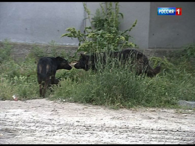 В Новочеркасске до 1 мая должны выловить 150 бездомных собак
