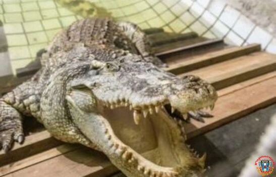 Ростовский зоопарк потратит 10 миллионов рублей на вольер и бассейн для крокодила