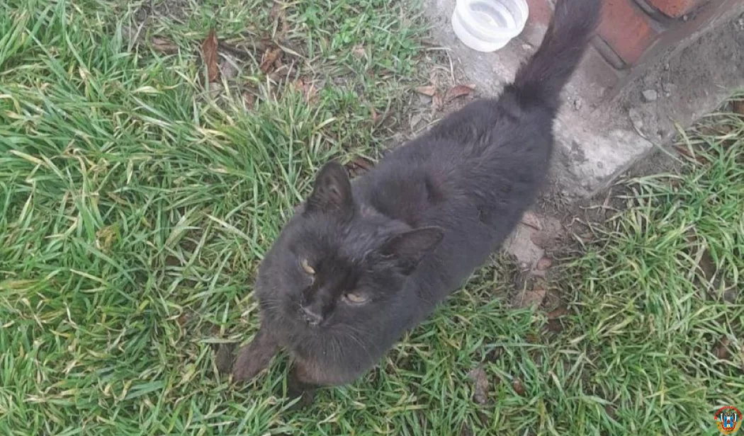 В Батайске кошка три месяца ждет хозяев на перекрестке В Батайске кошка три месяца ждет хозяев на перекрестке