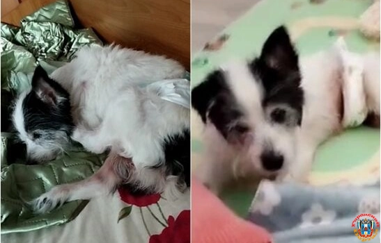 В Ростовской области ветеринары уже полгода пытаются вылечить собаку, истерзанную псами