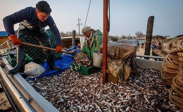 Украинские чиновники не решились лично приехать в Ростов и поделить рыбу в Азовском море
