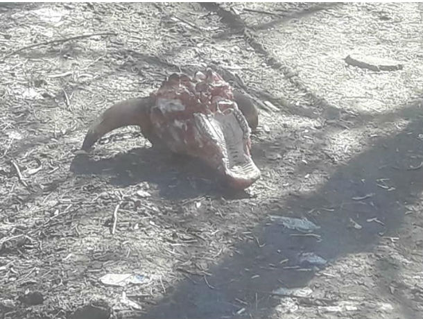 В Александровской роще обнаружена куча окровавленных коровьих голов