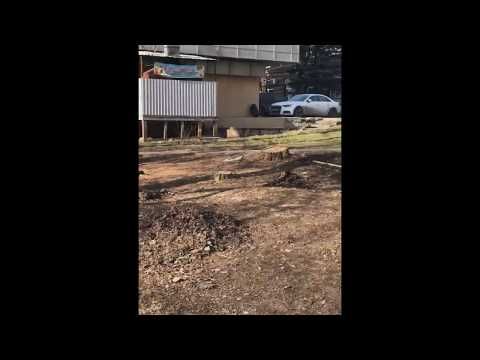 В ростовском парке 1 Мая вырубили деревья