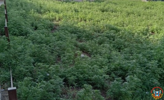 «Горе для аллергиков»: ростовчанин пожаловался на огромный заброшенный палисадник, который зарос амброзией