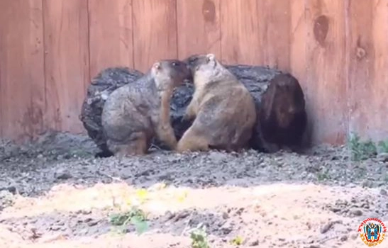 В Ростовский зоопарк привезли пару степных сурков