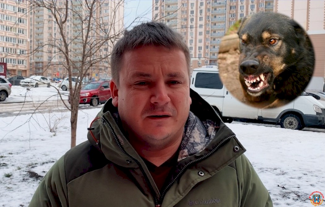 «Назначили прививки от бешенства»: ростовчанин рассказал про нападение собак в Левенцовке