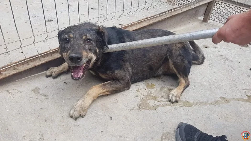 Информацию о нападении стаи собак на ребенка в Каменске проверит СК