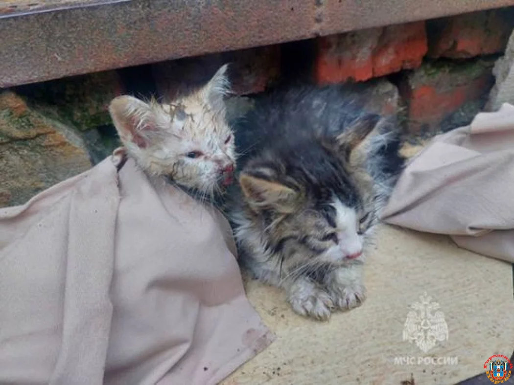 Из горящей квартиры в Ростове спасли пятерых котят