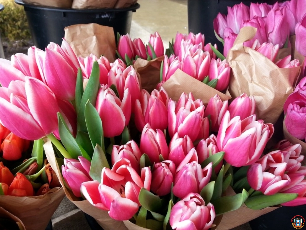 В Ростове стоимость тюльпана к 8 марта вырастет до 200 рублей