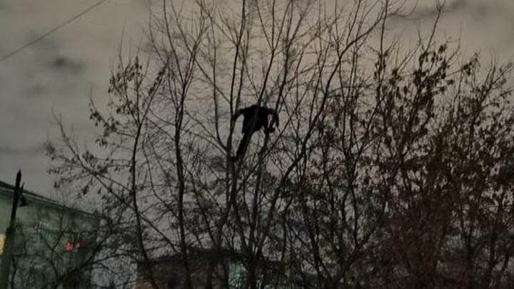 В Новосибирске мужчина забрался на дерево и три часа не хотел спускаться