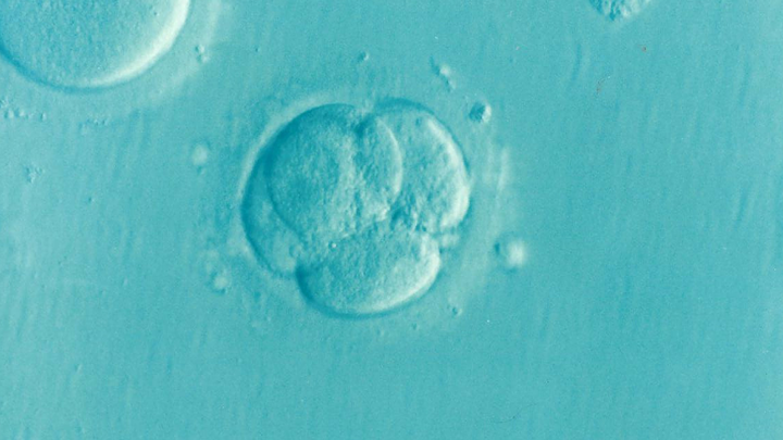 Регулирующие органы отменили важный запрет на эксперименты с эмбрионами