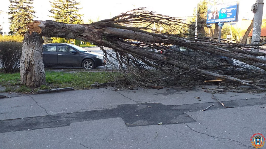 В центре Ростова ураганный ветер повалил взрослые деревья