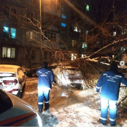 В Ростове из-за непогоды продолжают падать деревья