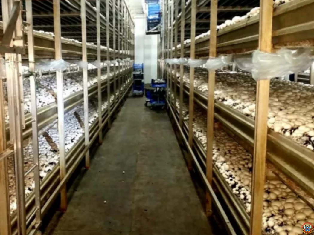 Грибной бизнес &laquo;под ключ&raquo;: под Ростовом за 180 млн рублей продают высокотехнологичную ферму шампиньонов