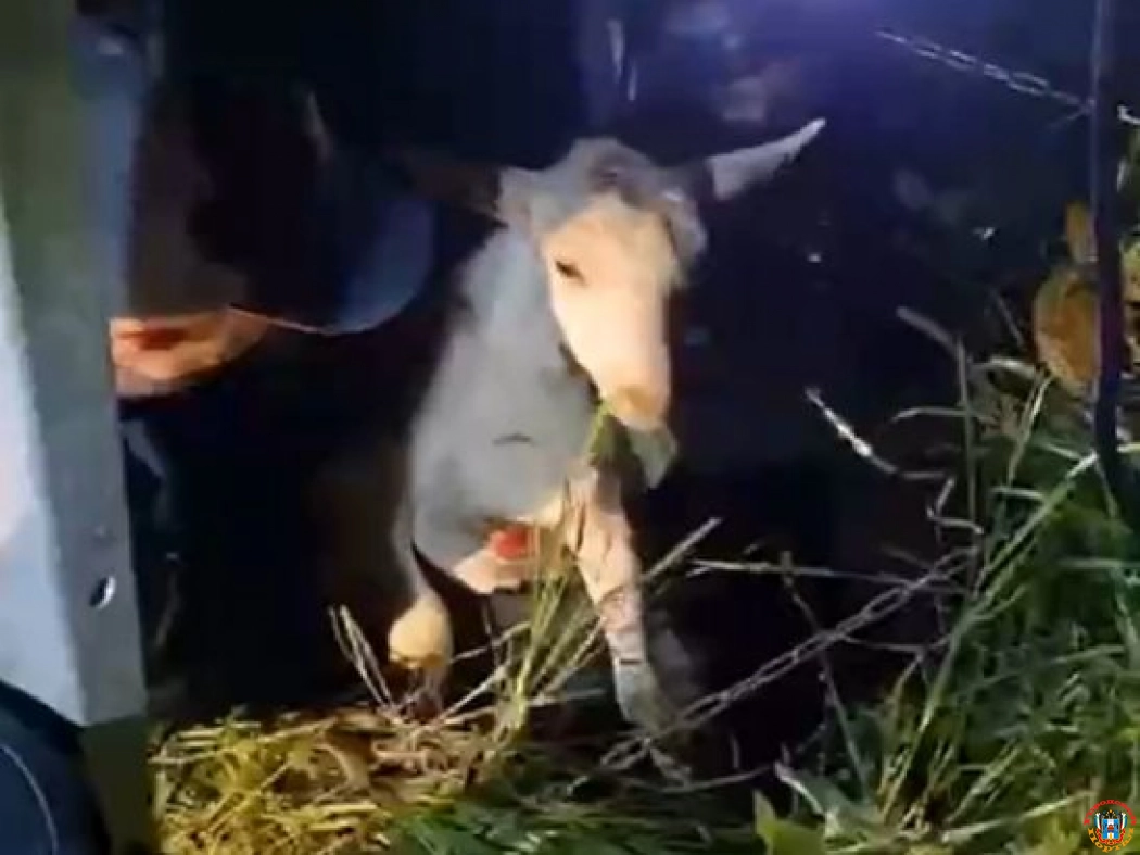 На Дону спасатели вызволили козу, упавшую в глубокий колодец
