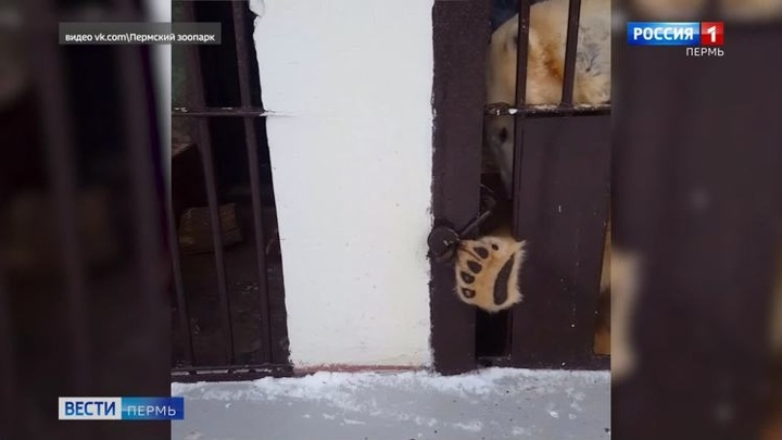 Белая медведица предприняла попытку бегства из зоопарка в Перми