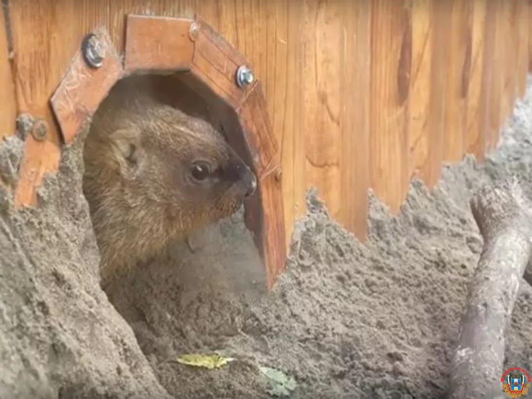 В Ростовском зоопарке степные сурки ушли в спячку