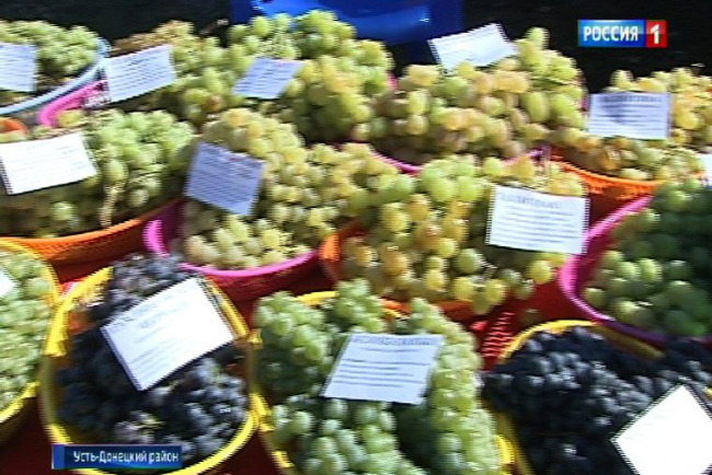 Практически все донские сорта винограда могут оказаться вне закона о виноделии