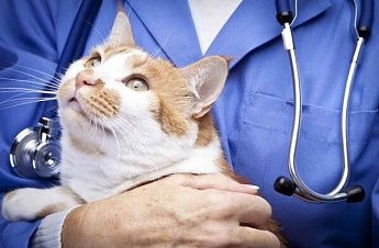 Ростовские ветеринары проведут традиционную акцию «Мартовский кот»