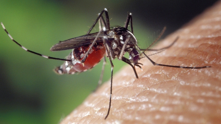 Комаров хотят отучить пить кровь
