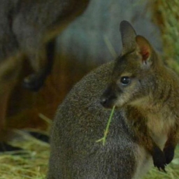 В зоопарке Ростова родился маленький кенгуру Беннета