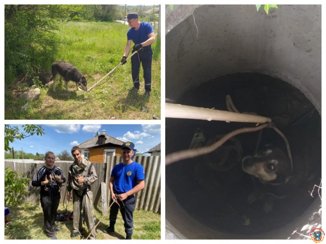 В Новошахтинске спасатели вытащили провалившихся в уличный туалет щенков