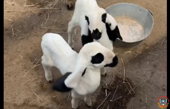 В Ростовском зоопарке родились две Лойских овцы