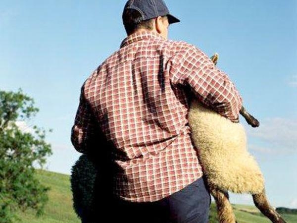 Жителя Ростовской области подозревают в краже овец