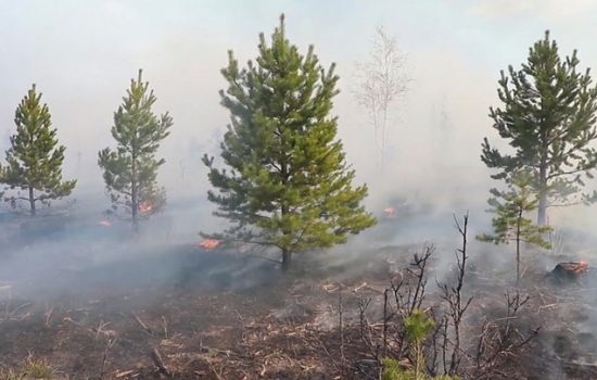 Площадь лесных пожаров в России за сутки стала больше на 4 тыс. гектаров