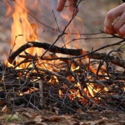 Совет безопасности обсуждает правонарушения в природопользовании