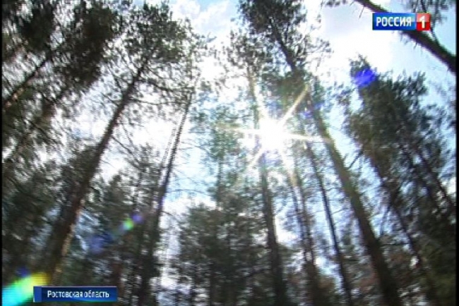 Пожароопасный сезон объявлен в лесах Ростовской области