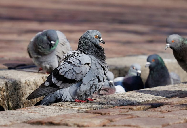 Почти сотню голубей пытались нелегально ввезти с Украины в Россию