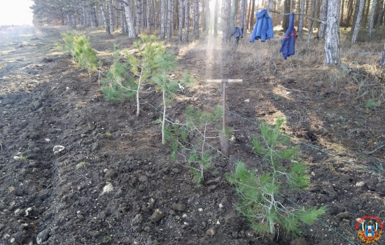Ростех посадил в Севастополе более 11 тыс. деревьев и кустарников из Красной Книги