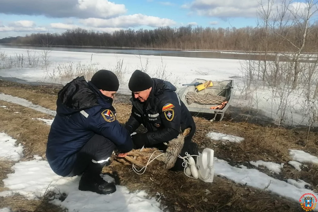 Замерзающего детёныша косули спасли в Ростовской области