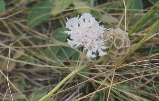 В Ростовской области можно встретить редкое декоративное растение скабиозу исетскую