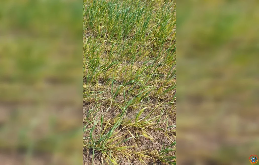 Климатический парадокс Дона: почему глобальное потепление бьет морозом по ростовским полям