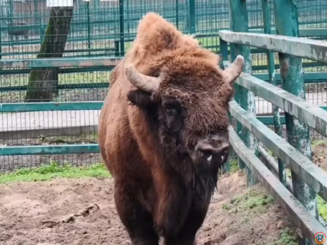 На временное содержание в Барнаульский зоопарк отправился зубр из Ростовского зоопарка