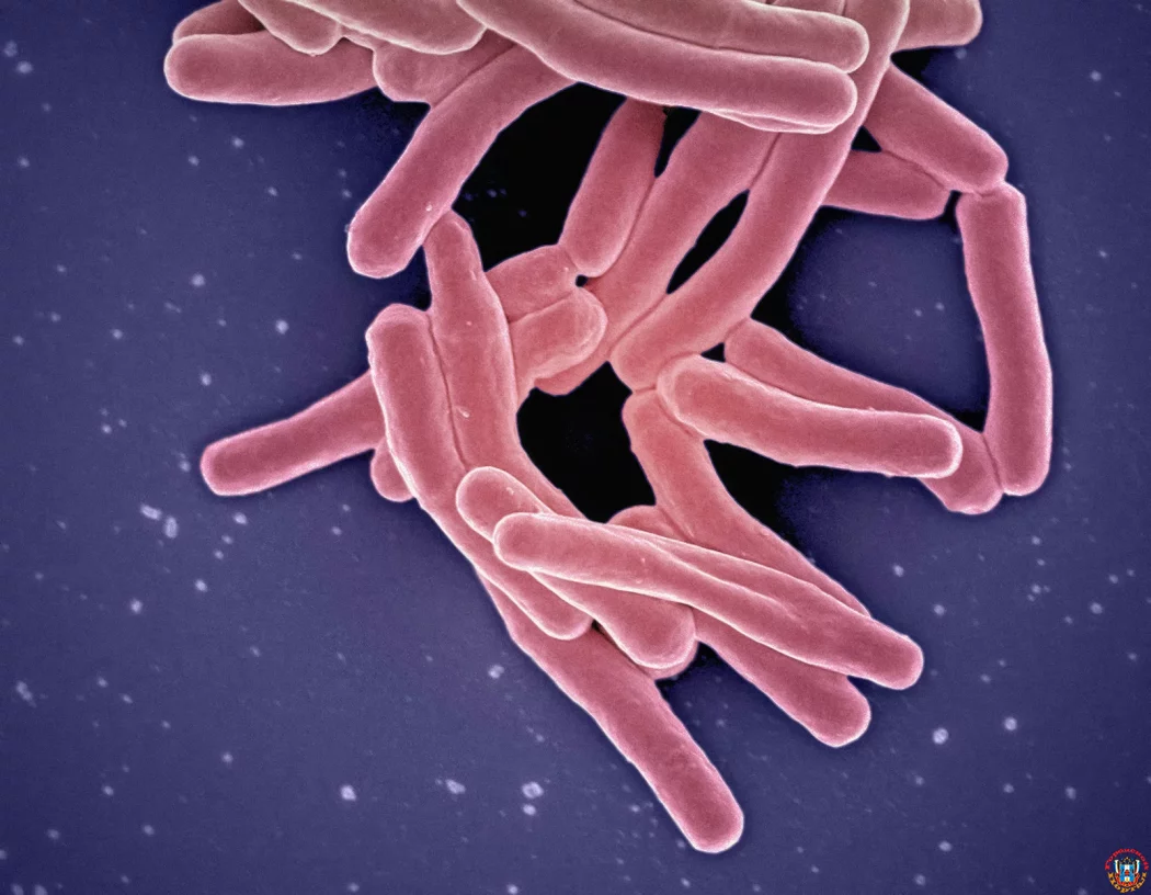 Сайт для борьбы с устойчивостью микробов к антибиотикам создали ученые 