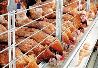 В Ростовской области на 9,3% снизилось производство скота и птицы