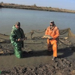 Донское «живое серебро» оценили в Крыму