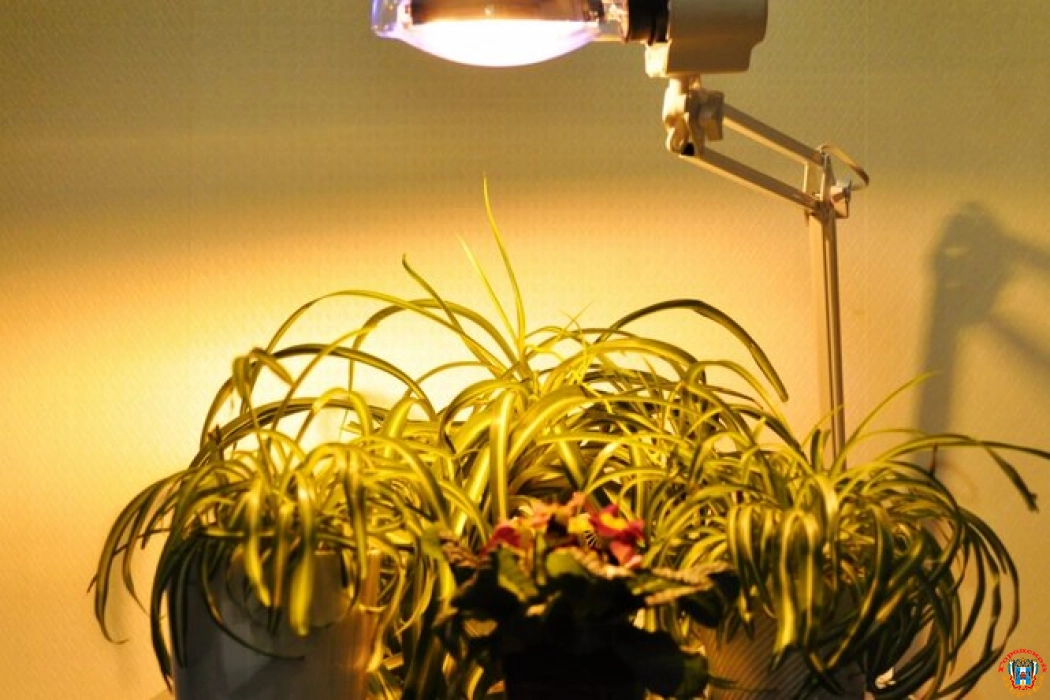 Можно ли вырастить растения при искусственном освещении и какой свет лучше всего подходит