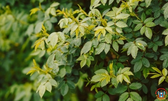 В четверг в Ростове ожидается небольшой дождь и жара до +32