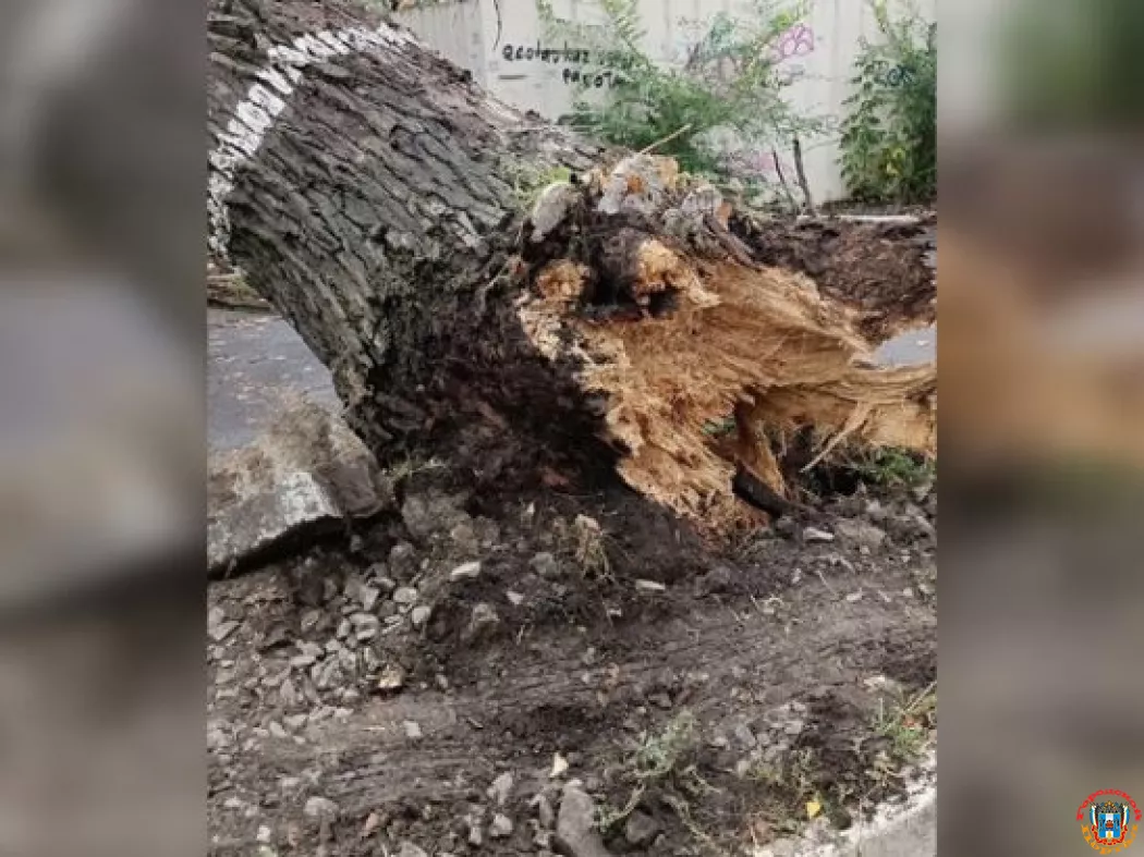 В Ростове ствол дерева повредил два автомобиля и ЛЭП