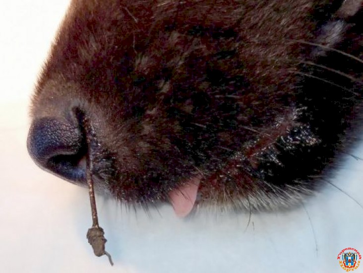 В Ростове живодеры рыболовным крючком разорвали нос щенку