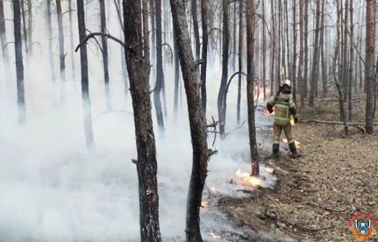 В Ростовской области крупный лесной пожар тушат более 280 человек